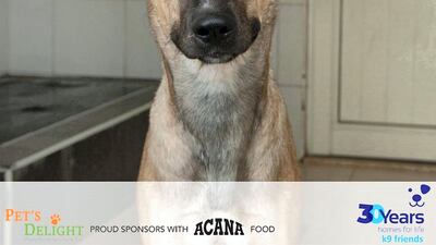 Caldo is a Shepherd mix boy, just over one years old. He is house trained and happy to be left alone for short periods. Playful and energetic, he’s neutered and ready for a new home. Courtesy K9 Friends Dubai