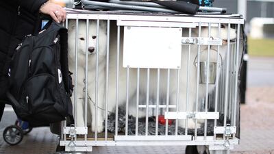 Two Samoyeds arrive at Crufts. Reuters