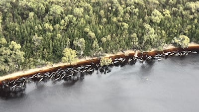 An aerial view shows numerous pilot whales stranded along the coastline near the remote west coast town of Strahan on the island state of Tasmania, Australia. EPA
