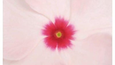 Madagascar Periwinkle. Courtesy Istock Photos