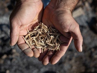 Burnt leaves have been picked from trees instead of olives in the occupied West Bank. Getty Images