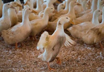 Foie gras is made by force feeding ducks to fatten up their livers. / AFP PHOTO / DON EMMERT