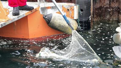 The discharge of polluted 'non-degradable materials' into the terrestrial or marine environment is punishable with a fine of Dh100,000. Victor Besa/The National