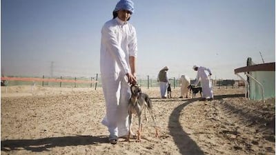 A dog trainer holds a Saluki after a race. One hundred and fifty purebreds are participanting in the festival.