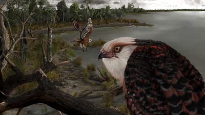 The newly discovered species, Archaehierax sylvestris, is one of the oldest eagle-like raptors in the world.