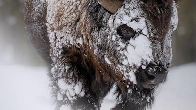 Mike Darten from the USA won the silver prize in the Animal Portraits category. He took a picture of a bison in Yellowstone National Park in the USA