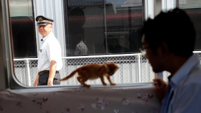 A rail staff member looks at the train cat cafe. Kim Kyung-Hoon / Reuters