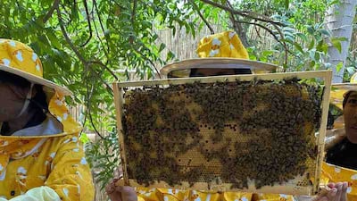 Terra's 100 Hives programme aims to raise awareness about the importance of bees in our ecosystem. Photo: Terra / Expo City Dubai