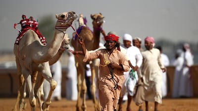 Handlers gather their camels after the race.