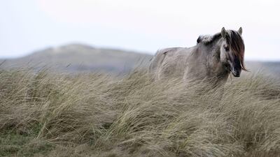 A Konik horse is pictured in De Slufter nature reserve on the northern Dutch island of Texel. AFP