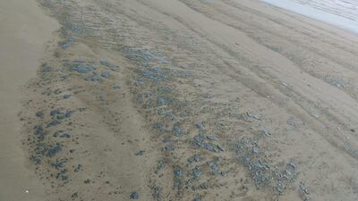 Black sludge has washed up on Kalba beach. Courtesy: Sharjah Environment and Protected Areas Authority
