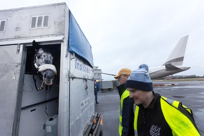 A horse waits in its stall to be loaded on to the jet at Stanstead Airport. Mark Chilvers / The National