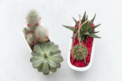 Pretty up succulents with coloured stones and other accessories