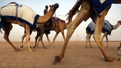 Camels being taken to the race track near Liwa. A study says their genes might hold the key to abnormalities in human limbs. Sammy Dallal / The National