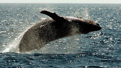 A humpback whale leaps out of the water in Hawaii. AP