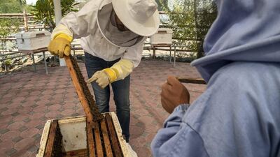 A single hive can hold up to 10 frames