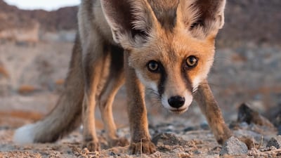 Arabian red fox (Vulpes vulpes arabs), Fujairah. Photo: Esther Smith Nagy