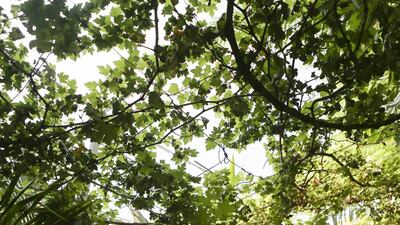 Grapevines at the garden. Sarah Dea / The National