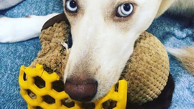 Albi, with owner Kareem Kerry, died after she was left in a car for seven hours by a dog daycare handler