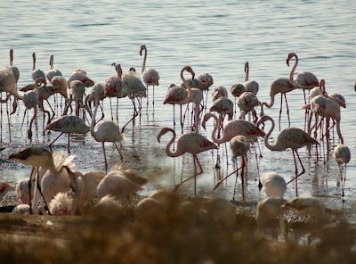 Flamingo breeding activity has increased by 12 per cent. Louise Burke / The National