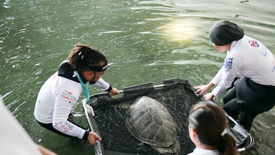 Turtle rehabilitation is especially a big deal for the UAE, as it is home to five of seven species of marine turtles