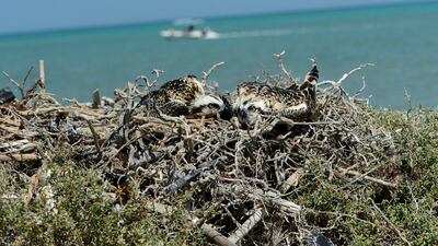 Osprey chicks in the nest. Locally known as dammi, the fish-eating raptors breed in the UAE from December to March. Photo: Wam
