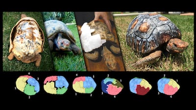 Fred the turtle, complete with CT scans, as his shell was rebuilt. Photo: Cicero Moraes