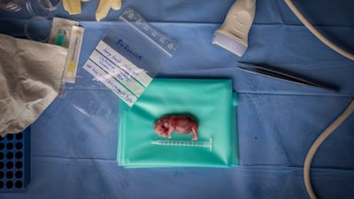 'How to Save a Species', taken in Ol Pejeta, Nanyuki, Kenya, by Jon A Juarez of Spain