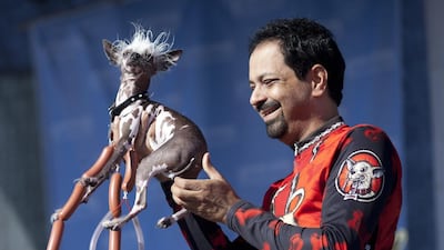 Dane Andrew from Sunnyvale, California holds up Rascal a Chinese Crested for the judges. Peter DaSilva / EPA