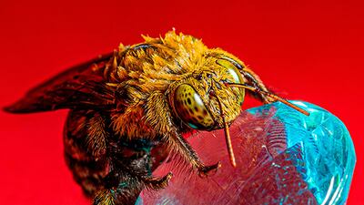 Amin Mezian, Spain, Shortlist, Professional competition, Wildlife & Nature, Sony World Photography Awards.