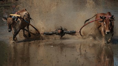 A jockey a specially adapted wooden plough during Pacu Jawi, a traditional bull racing event, in the Indonesian village of Simabur, West Sumatra. AFP