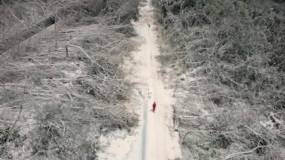 Flattened trees in Hualien, after a major earthquake hit Taiwan's east. Nine people were killed and more than 1,000 injured. AFP