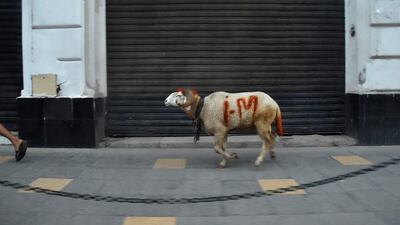 An Algerian man leads his fighting ram back home before a curfew is imposed. AFP