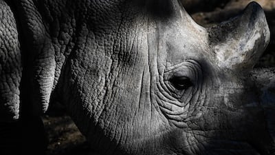 A close-up of a rhinoceros.