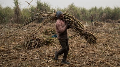 Intensive farming in India could worsen soil health and expose a store of carbon. Getty Images