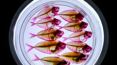Discoloured Ponyfish are displayed during the Transparent Fish Exhibition in Kuala Lumpur, Malaysia. AFP