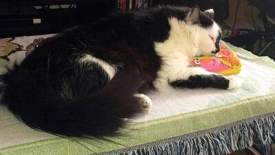 This photo provided by Lee Palmer shows Lux, a 10-kilo Himalayan cat that attacked a seven-month old baby. Lee Palmer / AP Photo