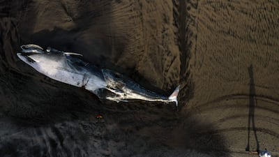 The carcass of a whale lies on a beach in Playas de Tijuana, Mexico. AFP