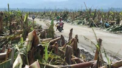 Banana crops have been wiped out around New Bataan town, Compostela Valley province, in the aftermath Typhoon Bopha.