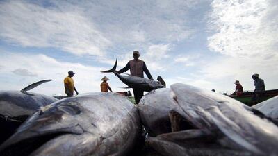 Plundering of the seas is threatening the survival of several varieties of tuna.