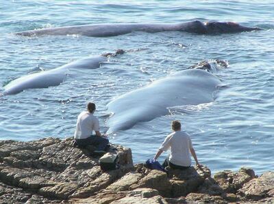 Southern Right Whale watching from land in Hermanus, South Africa. Hermanus Whale Festival