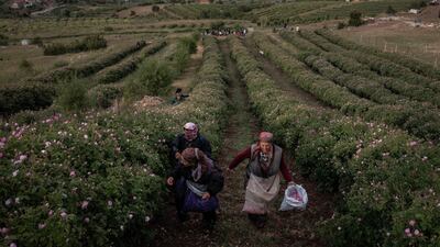 Harvest time on a rose farm in Turkey. Although coronavirus affected local shops and tourist numbers, many producers of rose-related products enjoyed an increase in online sales during the pandemic. Getty Images