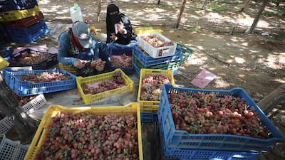 Workers harvest grapes at a farm in Khatatba Al Minufiyah Governorate in Egypt, north of Cairo. Table grapes are exported to EU countries, mainly Germany and the Netherlands. EPA