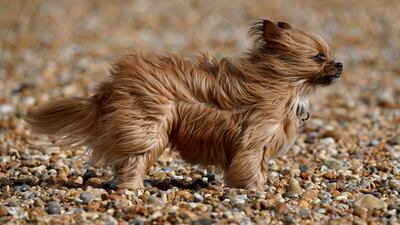 Izzy, a five-year-old Chorkie, battled against strong winds on the beach in Folkestone, Kent, as the UK got off to a blustery start on Monday. PA