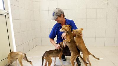 Volunteer Debbie Glass plays with the puppies at K9 Friends in Jebel Ali, Dubai. Pawan Singh / The National