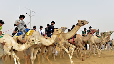 The race seeks to promote the heritage of camel racing in the Arab world and play a role in supporting tourism in Saudi Arabia.