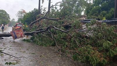 An uprooted tree lies in the middle of a road in the Bhadrak district in Odisha, India. EPA