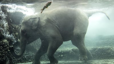 The elephant cow Omysha dives under water at the Zoo in Zurich, Switzerland. EPA
