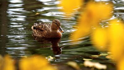 A duck swims on a pond during an autumn day in the Arkadijas park in Riga, Latvia. EPA
