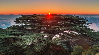 Location: Maaser El Shouf Cedar Reserve Photo: Rami Rizk